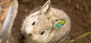 哥伦比亚侏儒兔 侏儒兔