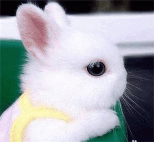 侏儒兔普通兔区别 茶杯兔和侏儒兔的区别