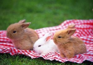 兔子一天喂几次 养兔子的忌讳