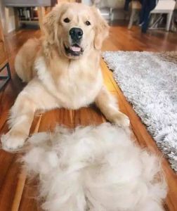 狗狗脱毛严重怎么办 狗狗掉毛严重是什么原因