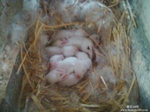 刚出生幼兔的喂养方法 兔子下崽后自己照顾能活吗