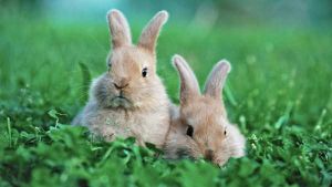 宠物兔正确喂养方式 如何喂养宠物兔