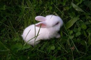 兔子怕冷吗 兔子睡觉怕冷吗