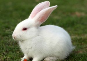养宠物兔子有什么危害 养兔子前请三思