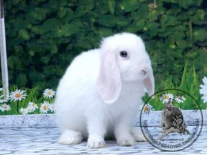 垂耳兔一窝几个 垂耳兔几个月可以繁殖