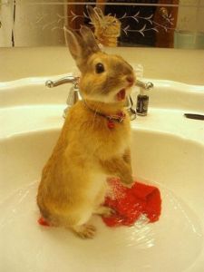 宠物兔洗澡 兔子养多久才会认主人