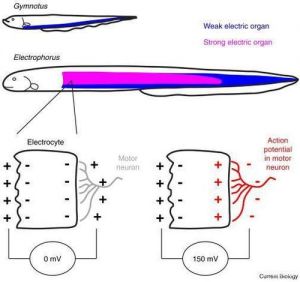电鳗放电原理能利用吗 可以利用电鳗来发电吗