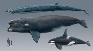 海洋中有能杀死虎鲸的吗 抹香鲸能杀死虎鲸么