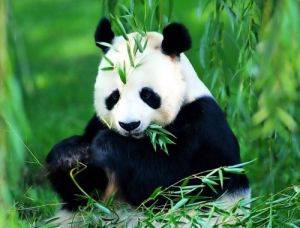 熊猫的特点和生活特征 熊猫的外形特点50字