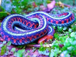 全球第一毒蛇 中国27种毒蛇
