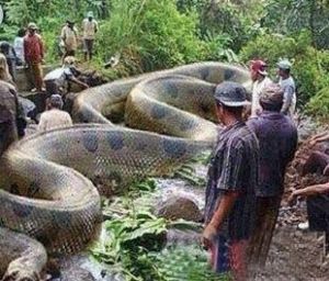 非洲最致命的毒蛇 十大致命毒蛇