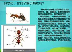 蚂蚁的特点和生活特征 蚂蚁的外形描写