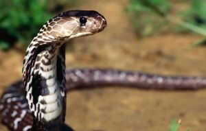 欧洲十大致命毒蛇 自然传奇欧洲十大致命毒蛇