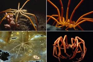 海蜘蛛的生活习性 海蜘蛛