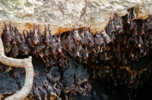 蝙蝠的生活环境 蝙蝠的耳朵有什么作用