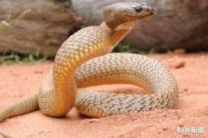 非洲最毒的蛇 黑曼巴蛇