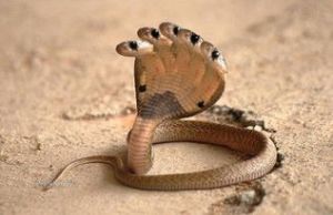 世界最毒的毒蛇 喜马拉雅白头蛇