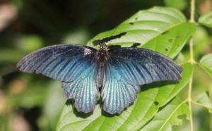 蝴蝶的生活习性 蝴蝶的别名叫什么