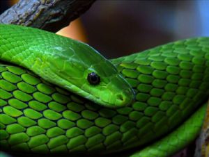 非洲上的毒蛇 世界上毒蛇排名