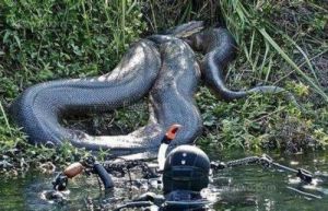 最最致命的毒蛇 非洲十大致命毒蛇