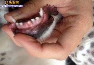 幼犬几个月开始换牙 为什么磨牙棒不建议三个月幼犬食用