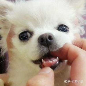 狗子换牙是什么样的 狗狗换牙期间要注意什么