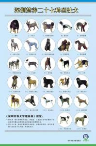 烈性犬名单 猎犬品种