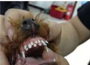 幼犬双排牙 幼犬换牙双排牙