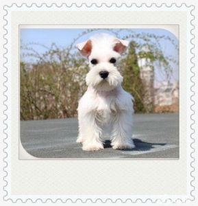 白色迷你雪纳瑞 十种最适合家养的小型犬图
