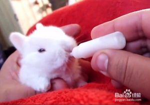 幼兔十五天可以断奶吗 刚出生幼兔的喂养方法
