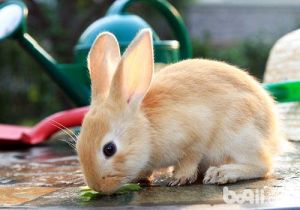 断奶幼兔的喂养方法 幼兔的喂养方法