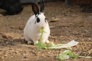 幼兔可以喂白菜吗 兔子可以只喂白菜吗