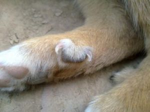 狗有五个脚趾在相书上怎么说 狗的后脚有六个脚趾
