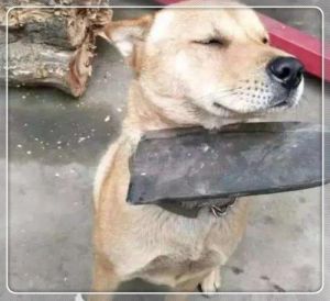 狗贩子在杀狗时为什么摸狗狗的头 怎样看土狗的脸相才是好狗