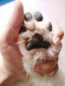 狗狗五个脚趾的迷信说法 狗有五个爪子预示什么