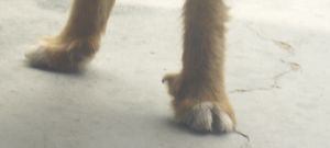 狗后脚五爪 狗的后脚有六个脚趾