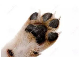 狗有六个爪子有何说法 狗前爪有五个爪子预示什么