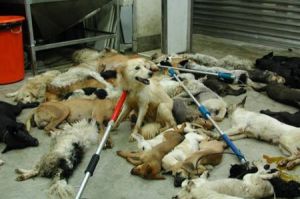 一只5个月大的狗狗被活活打死 金毛被自己主人打死完整视频