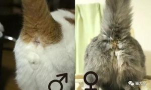 小公猫和小母猫的区别图 猫毛囊炎