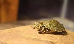 乌龟是怎样睡觉的 乌龟睡觉姿势