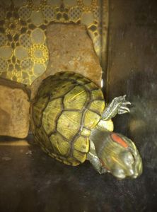 乌龟饿了的表现 乌龟冬眠需要准备什么