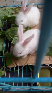 兔子是可以被活生生的气死 兔子进家的预兆