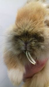 兔子能用甘蔗磨牙吗 可以用筷子给兔子磨牙吗