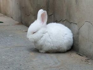 兔子睡觉的时间 兔子多长时间下一窝