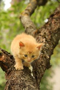 小猫磨牙可以用树枝吗 可以用树枝给仓鼠磨牙吗