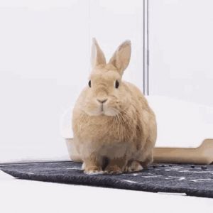 兔子靠什么识别主人 怎么和兔子沟通