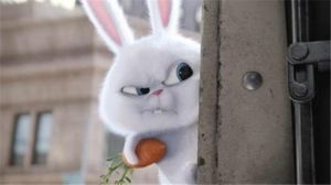 兔子认你做主人的表现 为什么摸兔子它会趴下来