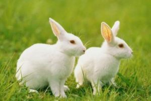 五行适合养兔子的人 养兔子是福还是祸