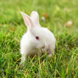 兔子害怕失去主人的表现 怎么和兔子沟通