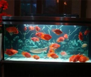 鱼缸用84消毒多久可以放鱼 新买的鱼缸如何处理才能放鱼